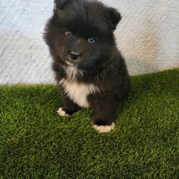 Pomsky Puppies from Pomskies of Hawaii