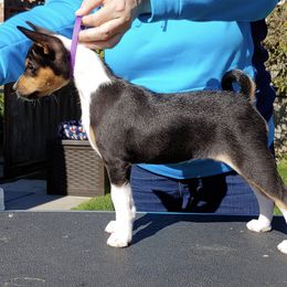 Basenji Puppies from Makindu Basenjis