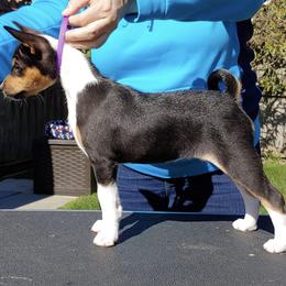 Basenji Puppies from Makindu Basenjis