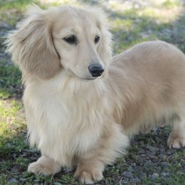 Dachshunds from Ana’s Beautiful Doxies