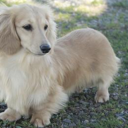 Dachshunds from Ana’s Beautiful Doxies