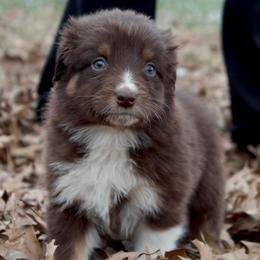 Chococat-1000 - Red tri-color female Australian Shepherd puppy in Star City, Arkansas from Blush & Lace Aussie Co.