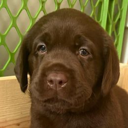 Labrador Retrievers from Oksana Soroka