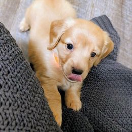 Orange - Cream female Dachshund puppy in Medina, Ohio from English Cream Dream Dachshunds