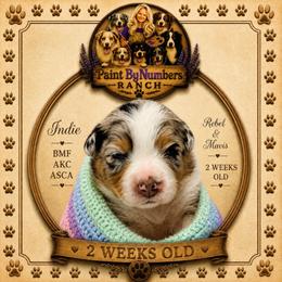 Indie - Blue merle female Australian Shepherd puppy in Magee, Mississippi from Paint ByNumbers Ranch