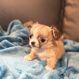 TINY AMY 3500 FIRM PET - Fawn and white female Chihuahua puppy in Strawberry, Arkansas from Strawberry River Chihuahuas