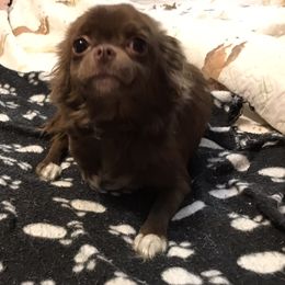Chihuahua puppies from Chilove Chihuahuas