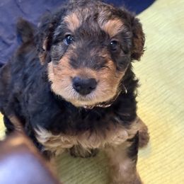 Jon - Black and tan male Airedale Terrier puppy in Thomasville, North Carolina from Beitzel Babies