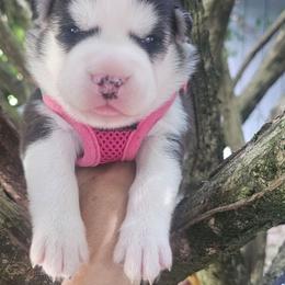 Mika - Black and white female Siberian Husky puppy in Springfield, Massachusetts from 16acreshuskies
