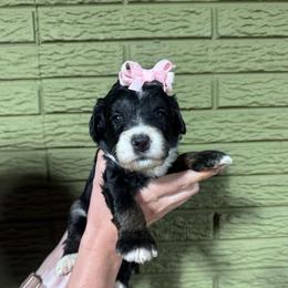 Strawberry - Tri-color female Bernedoodle puppy in Carmichaels, Pennsylvania from JensenBelle Doodles