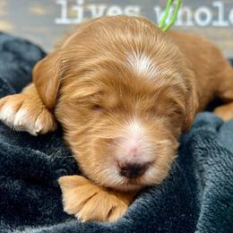 Green Female - Apricot female Goldendoodle puppy in Great Falls, Montana from Montana Goldendoodles