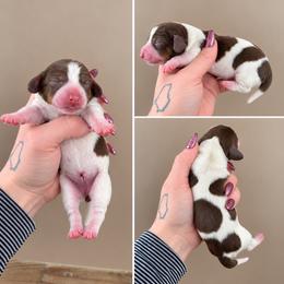 Chip - Piebald male Dachshund puppy in Madison, Wisconsin from SK Miniature   Dachshunds