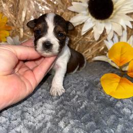 Gizmo - Parti male Yorkshire Terrier puppy in Howe, Oklahoma from Ray Holder