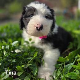 Tina - Gray and white female Old English Sheepdog puppy in Sutherlin, Oregon from Sapphire Eyes Sheepdogs