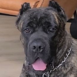 Thanos - Cane Corso