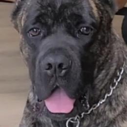 Thanos - Cane Corso