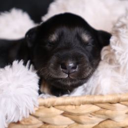 Girl 3 - Black and silver female Miniature Schnauzer puppy in Milmay, New Jersey from Butterleaf Farms