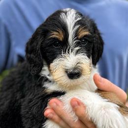 St. Leroy - Tri-color male Bernedoodle puppy in Little Rock, Arkansas from Darlin’s Doodles