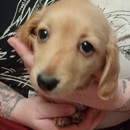 Louise-Limited - Cream female Dachshund puppy in Frankfort, Kentucky from Gigi's Dachshunds