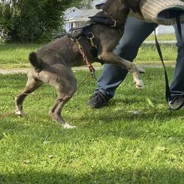 Mountain Cur Puppies from Walnut Ridge Mountain Curs