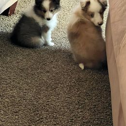Rottweiler and Toy Shetland Sheepdog Puppies from Mountain High Kennels