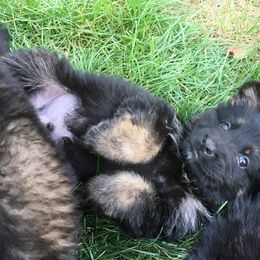 German Shepherd Puppies from Hacker Haus GSDs