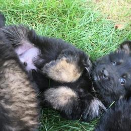 German Shepherd Puppies from Hacker Haus GSDs