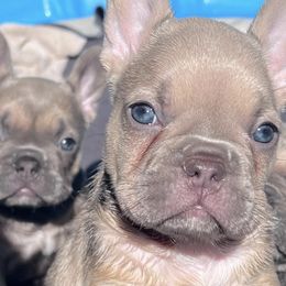 French Bulldogs from 7 Tribes Devine French Bulldogs