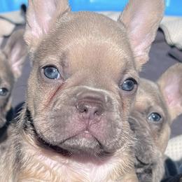 French Bulldogs from 7 Tribes Devine French Bulldogs