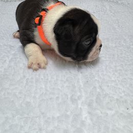 Boston Terrier Puppies from Washburns bostons