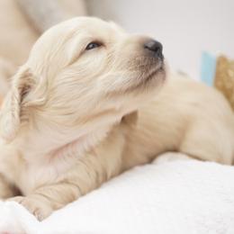 Mark McSteamy - Cream male Dachshund puppy in Big Rapids, Michigan from 30 Acre Woods Dachshunds