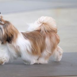 Golden Retrievers and Shih Tzus from The Ohana Paws