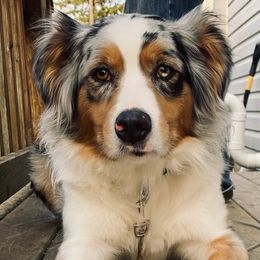 Australian Shepherds from Hendra Family Aussies