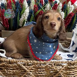 Bourbon - Cream male Dachshund puppy in Fayetteville, West Virginia from Loop Creek Dachshunds