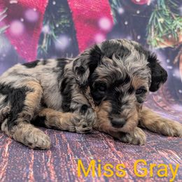 Miss Gray - Merle female Labradoodle puppy in Lebanon, Pennsylvania from Robertson's Retrievers and Doodles