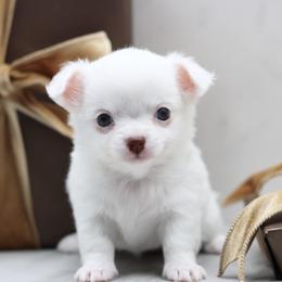 Portia - Chocolate and white female Chihuahua puppy in Tulsa, Oklahoma from H-3 Chihuahuas