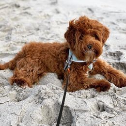 Australian Labradoodle Puppies from Berrybrook Doodles