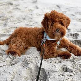 Australian Labradoodle Puppies from Berrybrook Doodles