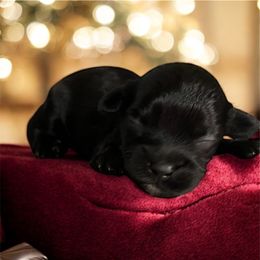 Boy 2 - male Maltipoo puppy in Mooresville, North Carolina from Clearview Canines