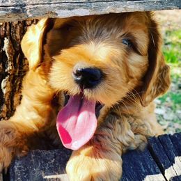 Australian Labradoodle Puppies from Texas Labradoodles