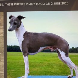 Potus - Italian Greyhound