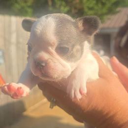 Lilac pied female - Blue female French Bulldog puppy in Tuscaloosa, Alabama from J & J classic frenchies