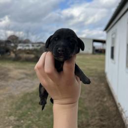 Oscar - Black and cream male Dachshund puppy in Nashville, Arkansas from Cuddles n Curls