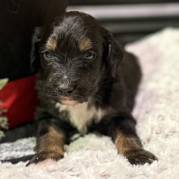 Snickers - Tri-color male Bernedoodle puppy in Monument, Colorado from Colorado Dreamin Doodles