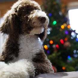 Aussiedoodle Puppies from Vesbach Doodle Valley Farm