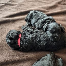 Goldendoodle Puppies from Haven Goldendoodles