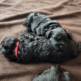 Goldendoodle Puppies from Haven Goldendoodles