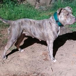 Vesper - American Bully