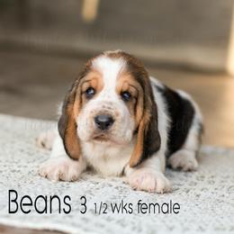 Beans - Black white and brown female Basset Hound puppy in Jefferson City, Missouri from Triple Hill Farm
