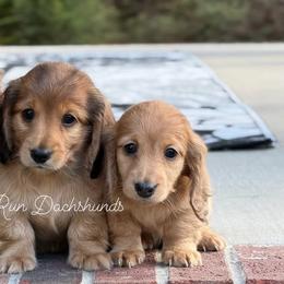 Dachshund Puppies from RRD